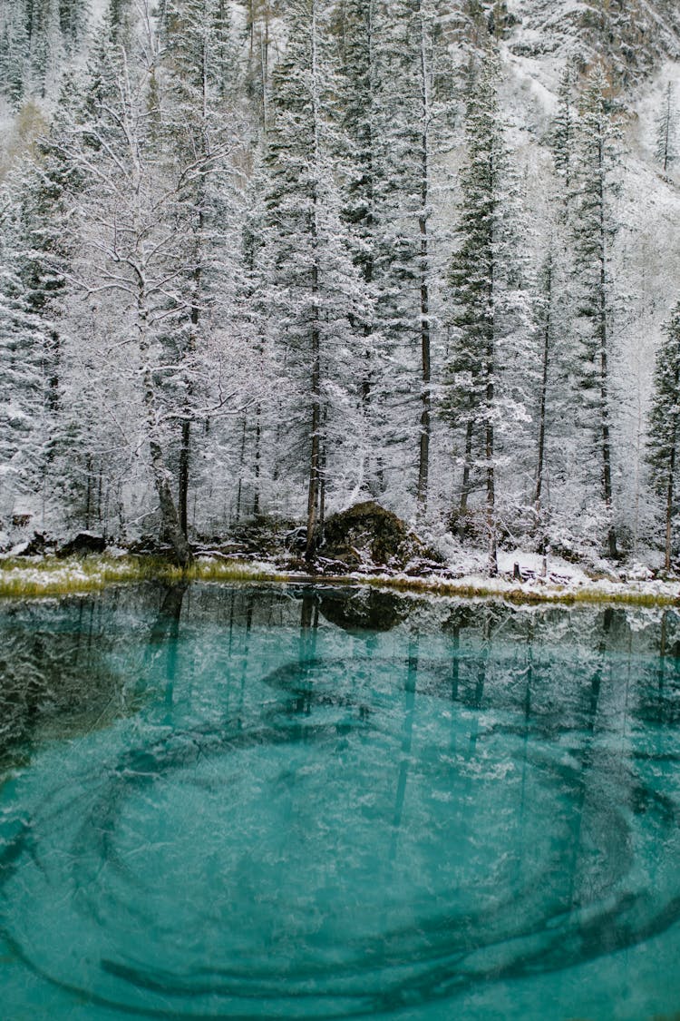 Beautiful Lake In Winter Forest