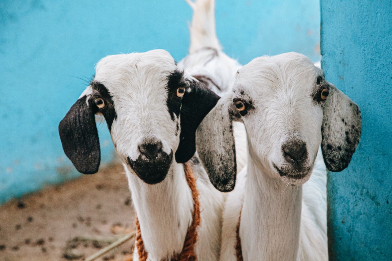 charming close up photo of two cute white goats with a blue background