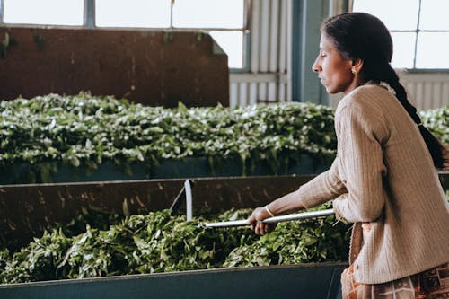 Woman at Work in Agriculture