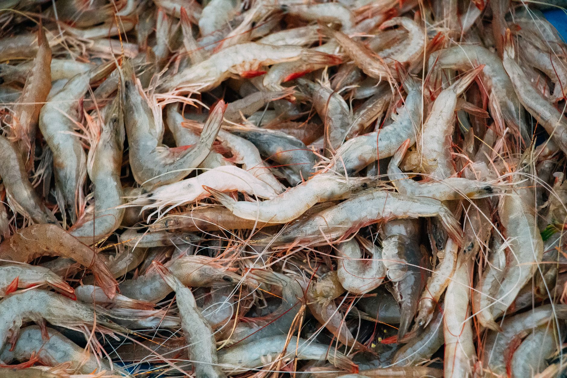 A close-up of a large amount of fresh raw shrimps, perfectly capturing the abundance and freshness of seafood.