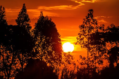 Silhouette of Trees during Golden Hour