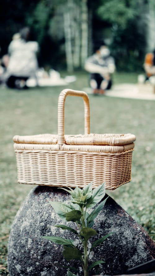 Foto d'estoc gratuïta de cisell de vímet, pícnic, planta