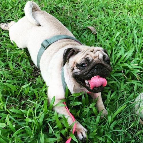 Close-Up Photo of a Cute Pug with Dog Leash on Grass