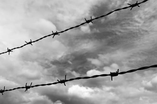 Free Grayscale Photo of Barbed Wires Stock Photo