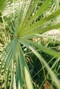 Green Leaf Plant
