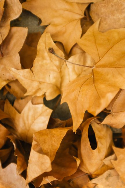Detailed view of dry autumn leaves, showcasing their texture and warm colors.