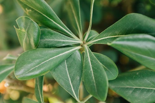 Green Leaves in Close Up