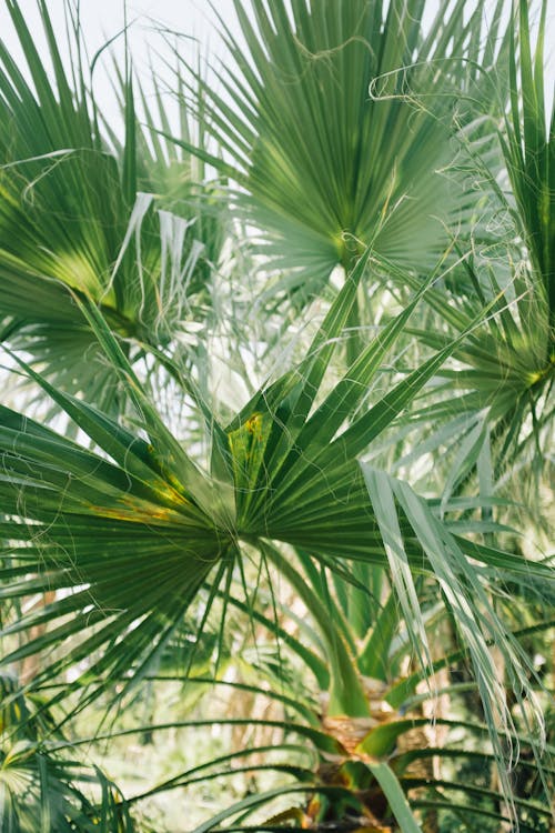 Close-up of Palm Tree Leaves 