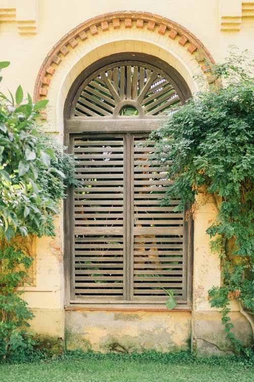 Planta Verde En Ventana De Madera Marrón