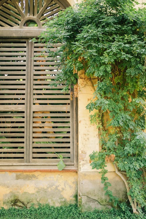 бесплатная Зеленый лист растения на коричневой бетонной стене Стоковое фото