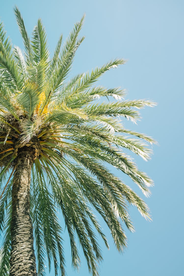 Green Palm Tree Under Blue Sky