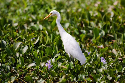 Free A serene white egret standing amidst lush green foliage, captured in daylight. Stock Photo