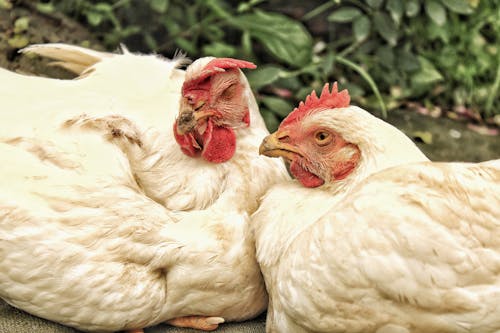 Close-up Photo of White Hens 