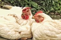 White Hen on Green Grass