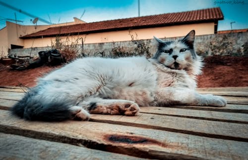 Fotobanka s bezplatnými fotkami na tému hlina, mačka