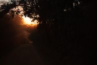 Gray Asphalt Road Between Trees during Sunset