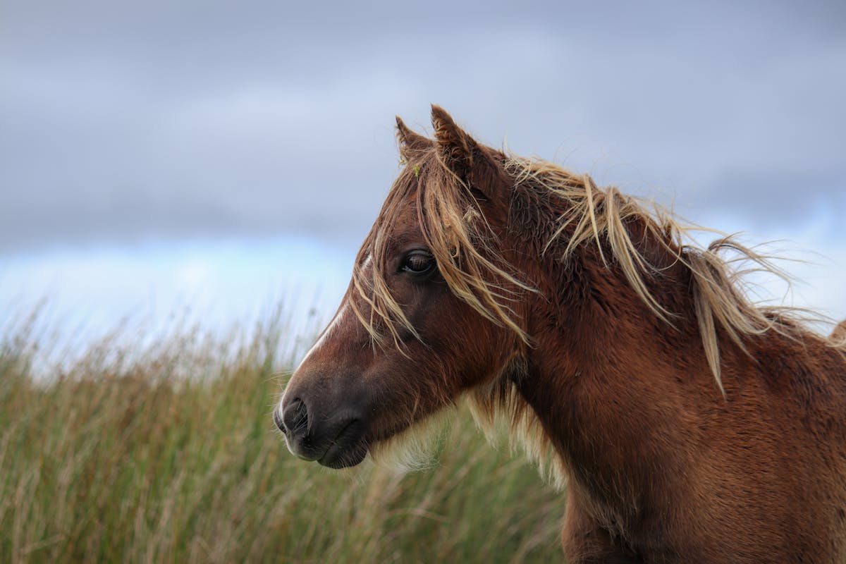Side view of graceful horse with light brown mane standing on grassy meadow against clouds