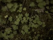 Small green leaves Oxalis acetosella plant growing in woods