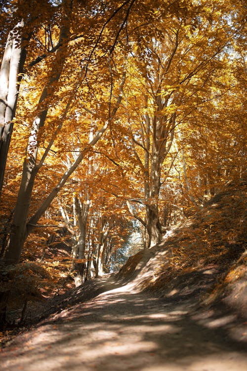 Free Picturesque landscape of pathway amidst lush trees with golden leaves in autumn forest on sunny day Stock Photo