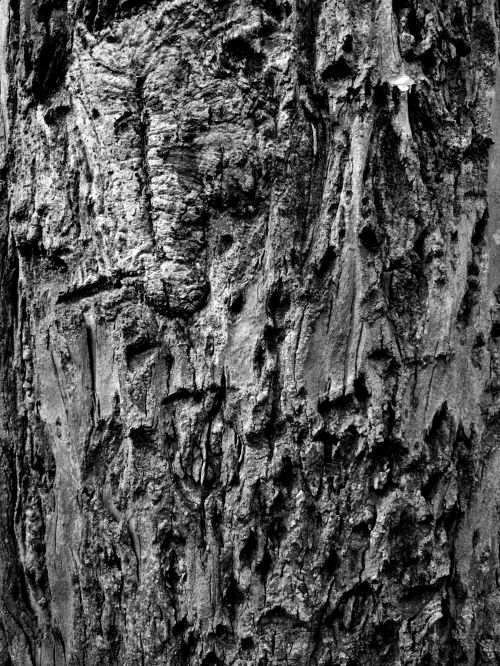 Free Detailed monochrome tree bark showcasing natural patterns and textures. Stock Photo