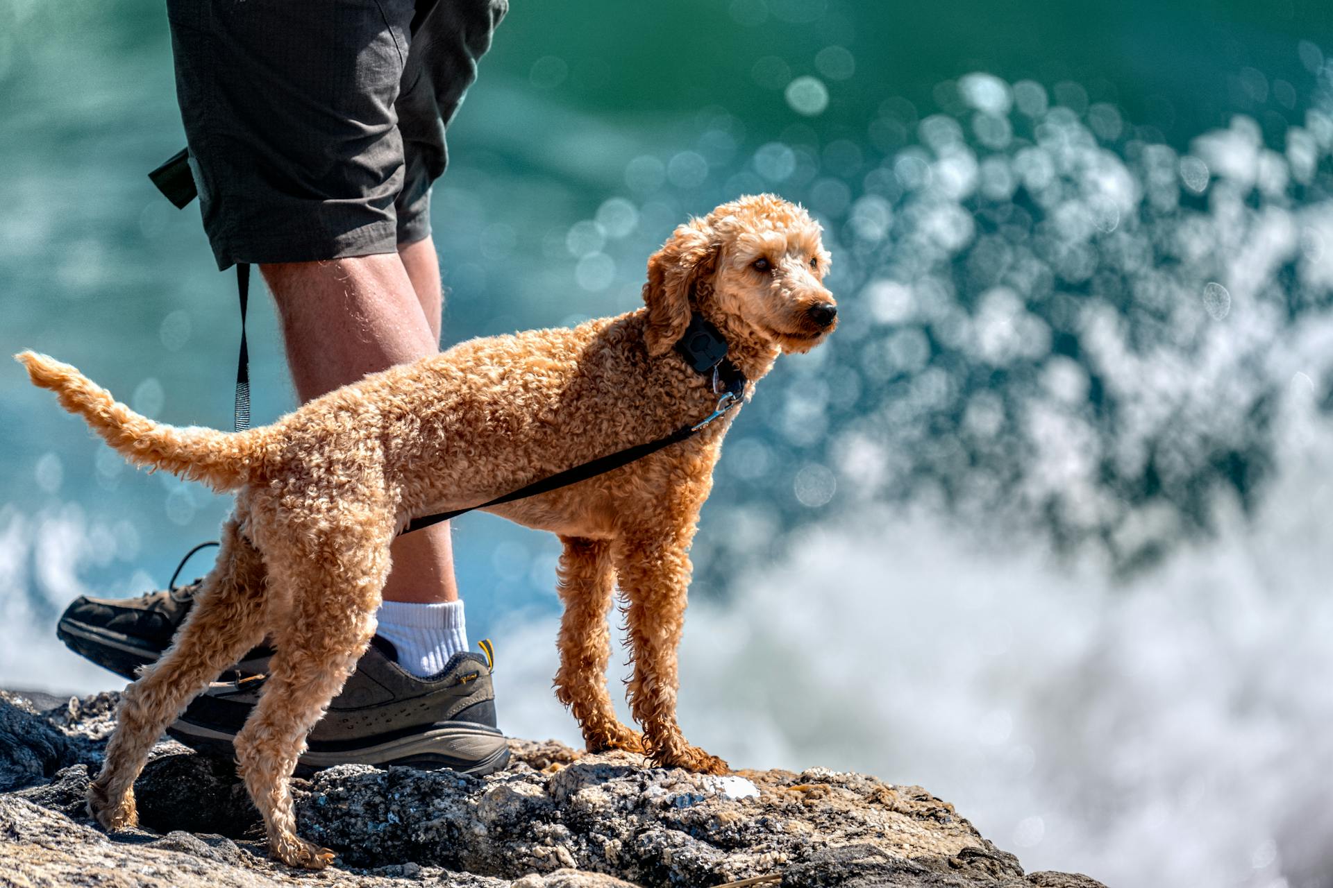 Crop anonymous man standing with obedient purebred Poodle on rocky cliff near splashing ocean in sunny day