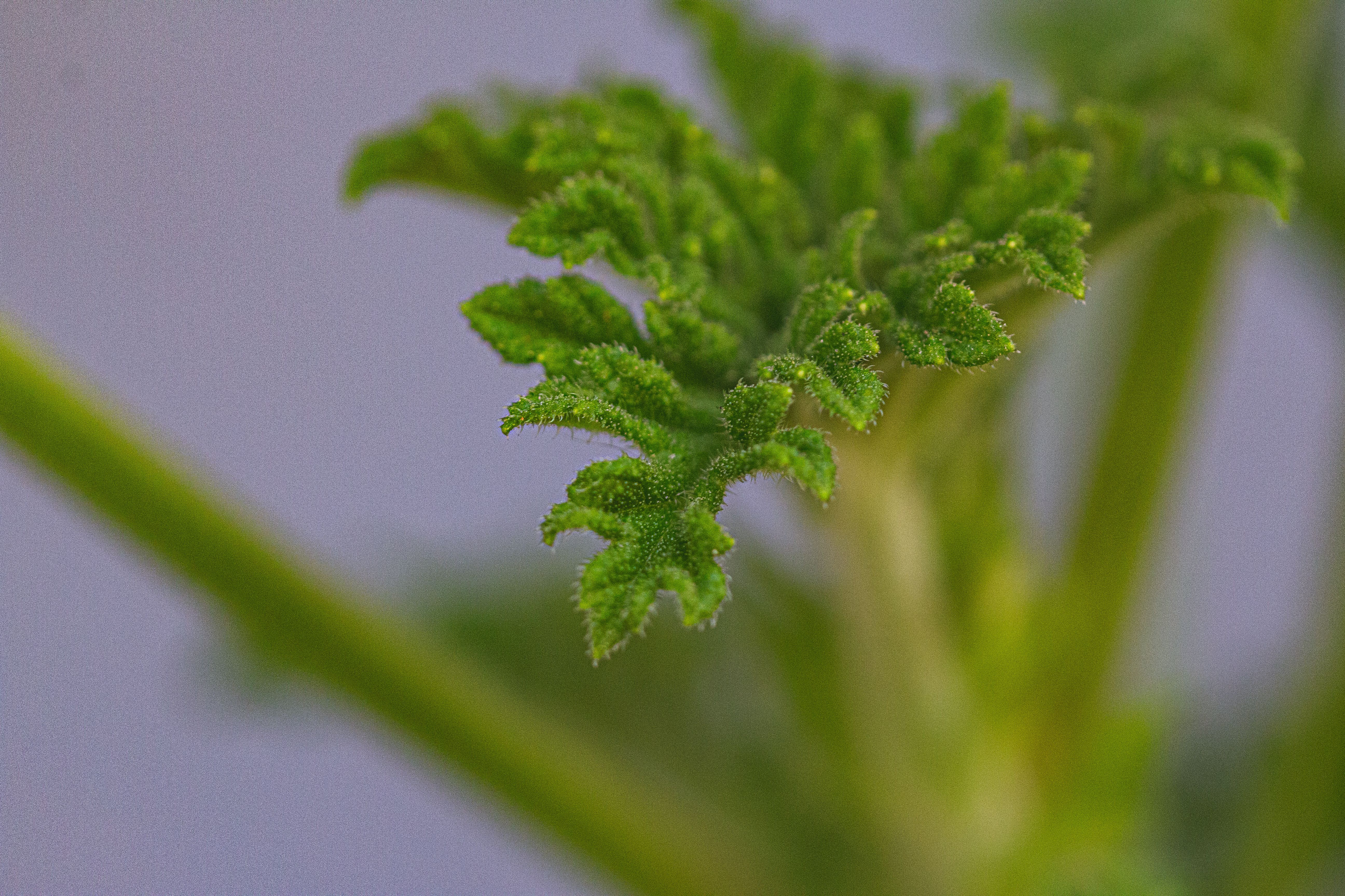 cannabis, hemp oil, cannabis benefits — Photo by Lucas Pezeta on Pexels