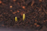 Tiny sprouts growing from wet soil