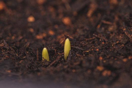 Closeup of small green sprouts growing from wet cultivated soil in rural land