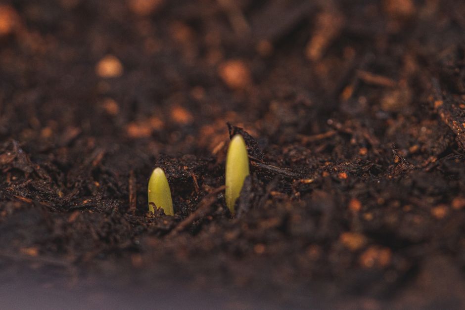 Tiny green seedlings pushing up through dark, moist soil after a real onset rain.