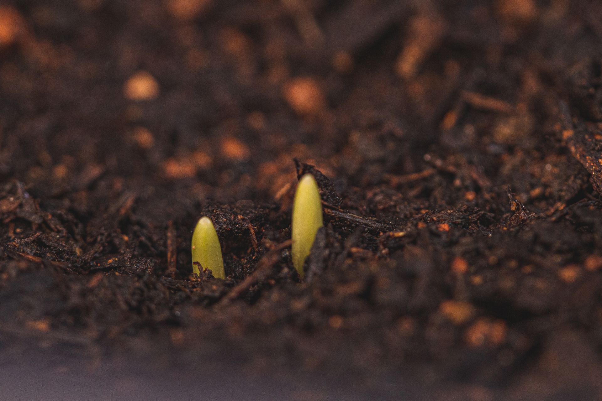 Closeup of small green sprouts growing from wet cultivated soil in rural land
