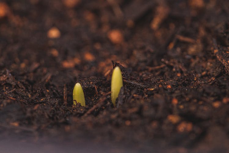 Tiny Sprouts Growing From Wet Soil