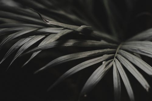 Kostenlos Zarte Blätter Tropischer Pflanzen Im Dunkeln Stock-Foto