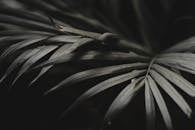 Black and white of exotic plant with pointed leaves surface growing in garden