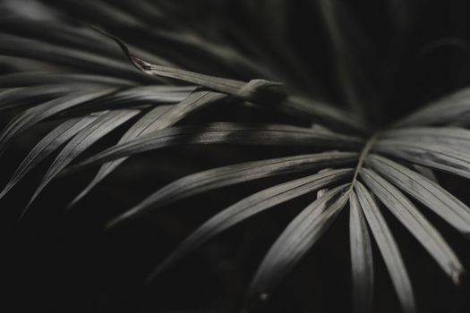 花园里生长着表面有尖叶的黑白外来植物