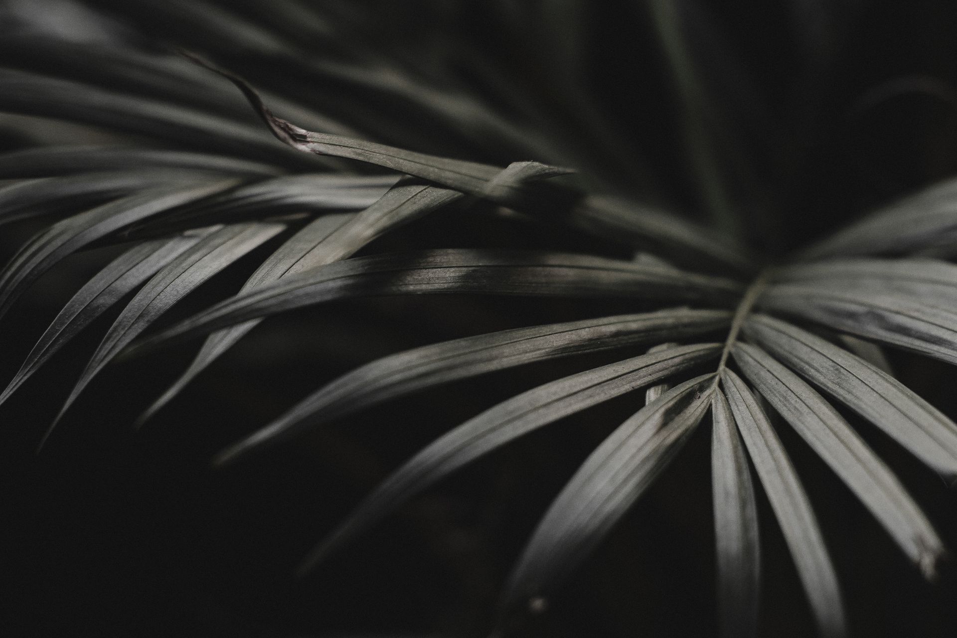 Black and white of exotic plant with pointed leaves surface growing in garden