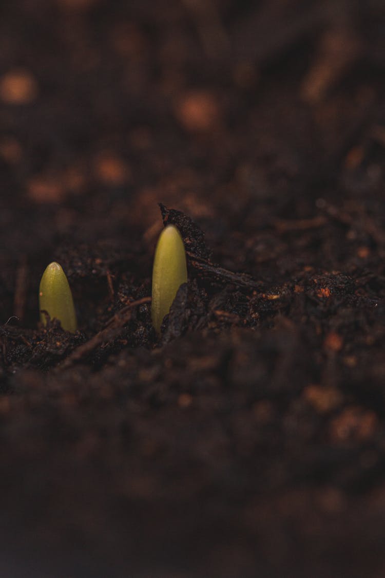 Green Sprouts Growing From Soil Surface