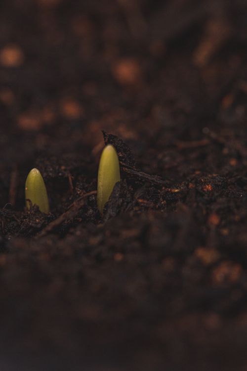 Free Closeup of small tender sprouts growing on wet soil ground in spring garden Stock Photo