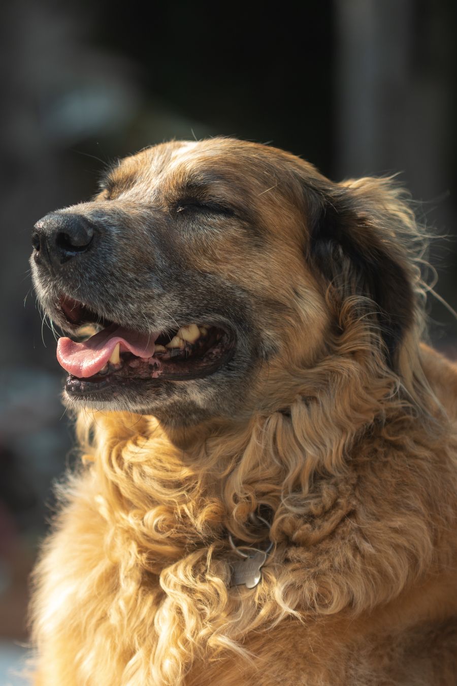 Content dog resting comfortably outdoors