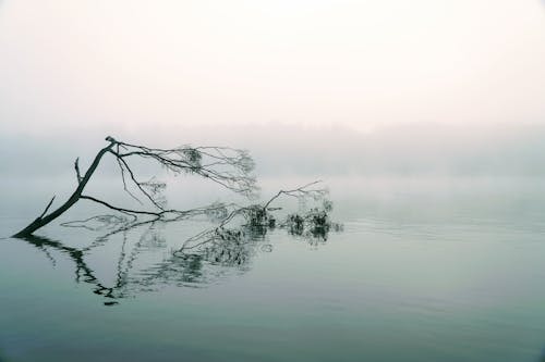 Free Leafless Tree on Body of Water Stock Photo