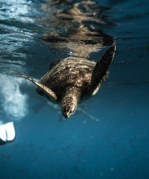 Черепаха, плавающая под водой синего моря