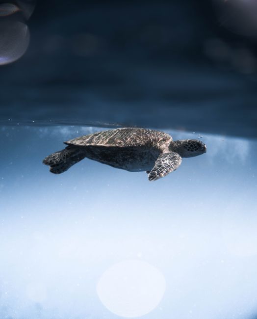 Side view of cute Lepidochelys olivacea turtle swimming underwater of blue sea on sunny day