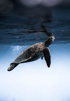 阳光透过清澈的海水，映照着宁静滑行的海龟
