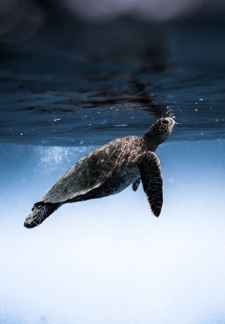 Side view of olive ridley sea turtle swimming under clear water of blue ocean in sunlight