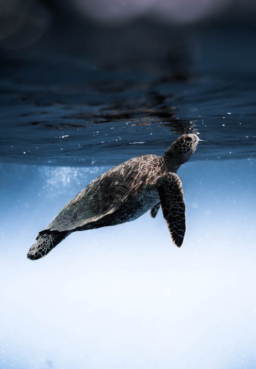 Turtle floating under blue sea water