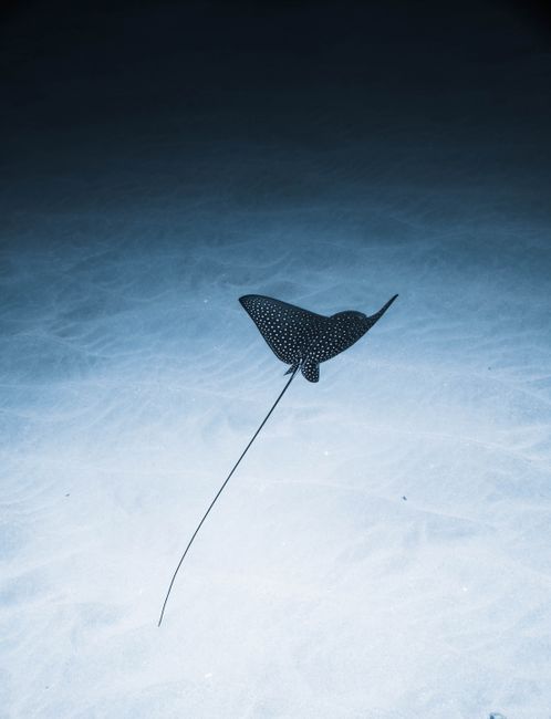 From above of exotic spotted eagle ray fish swimming near sandy bottom of blue ocean