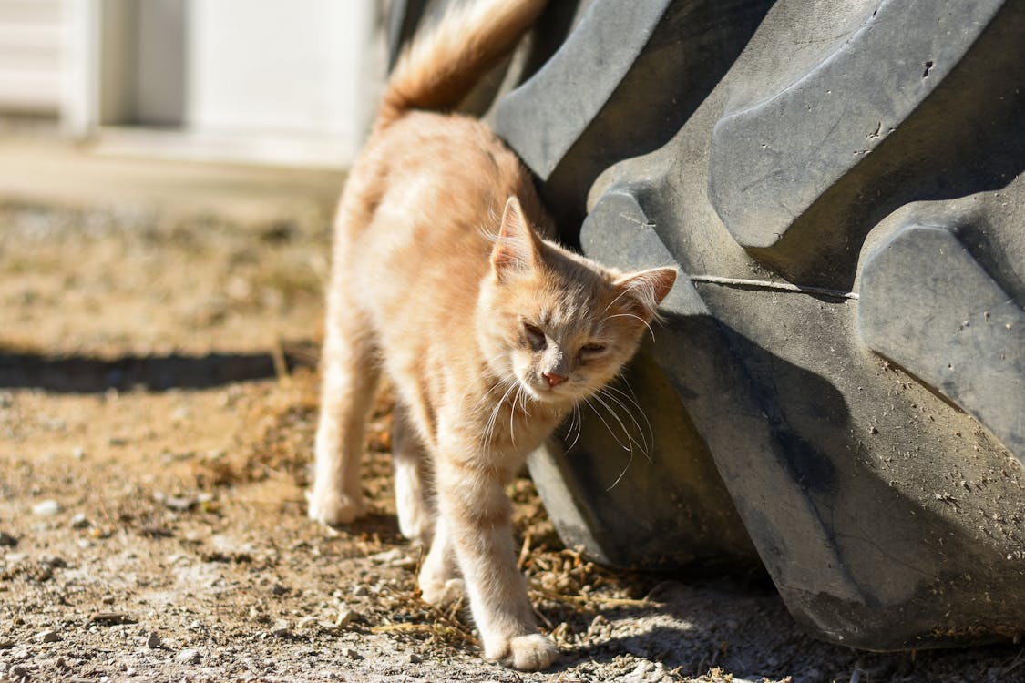 Peaceful soft red cat near tire