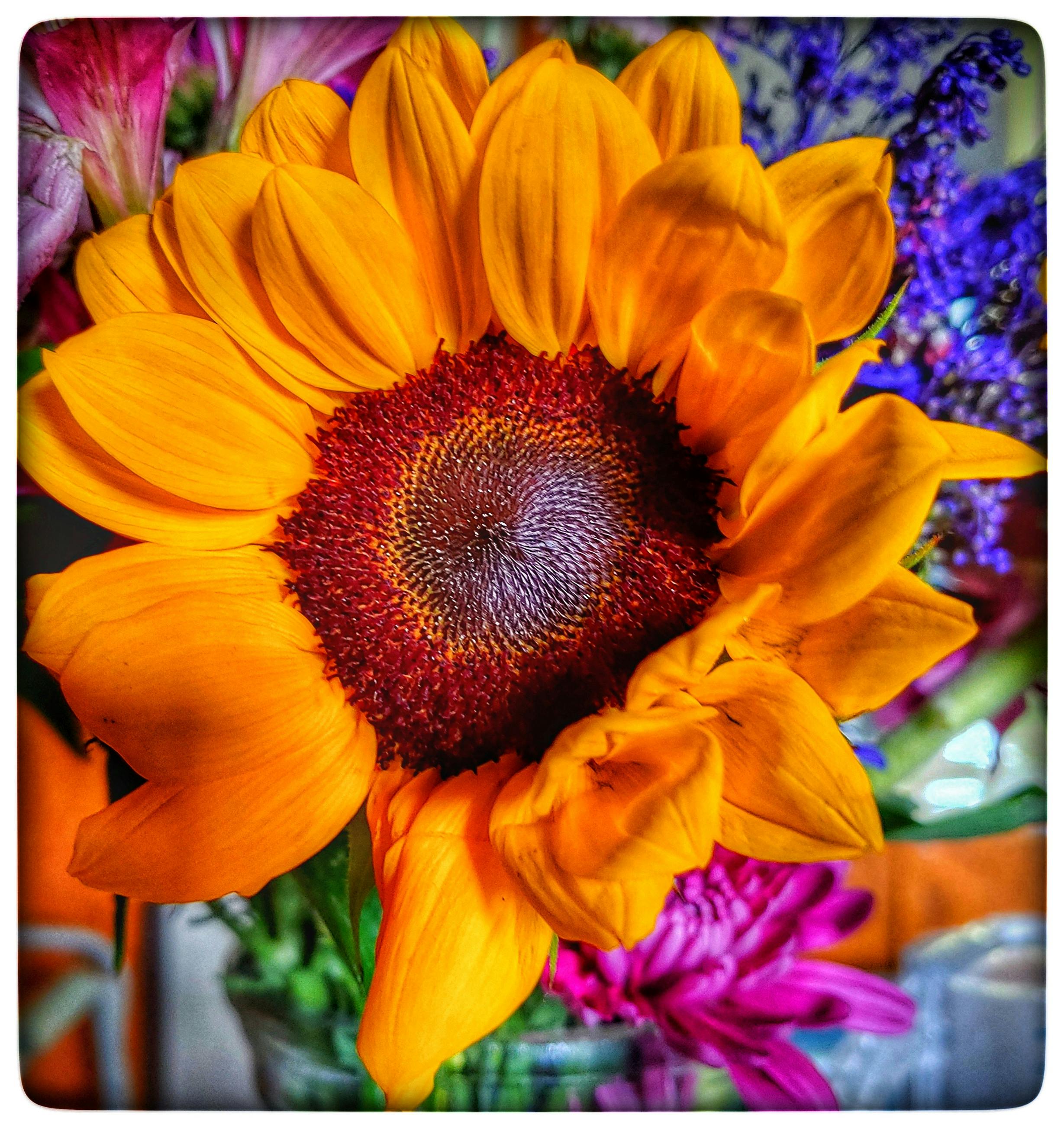 Free stock photo of sun flowers for the sick, sun flowers in hospital