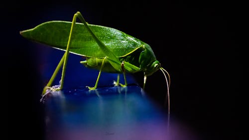 Fotos de stock gratuitas de depredador, mantis