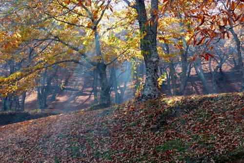 Free stock photo of autumn leaves fall