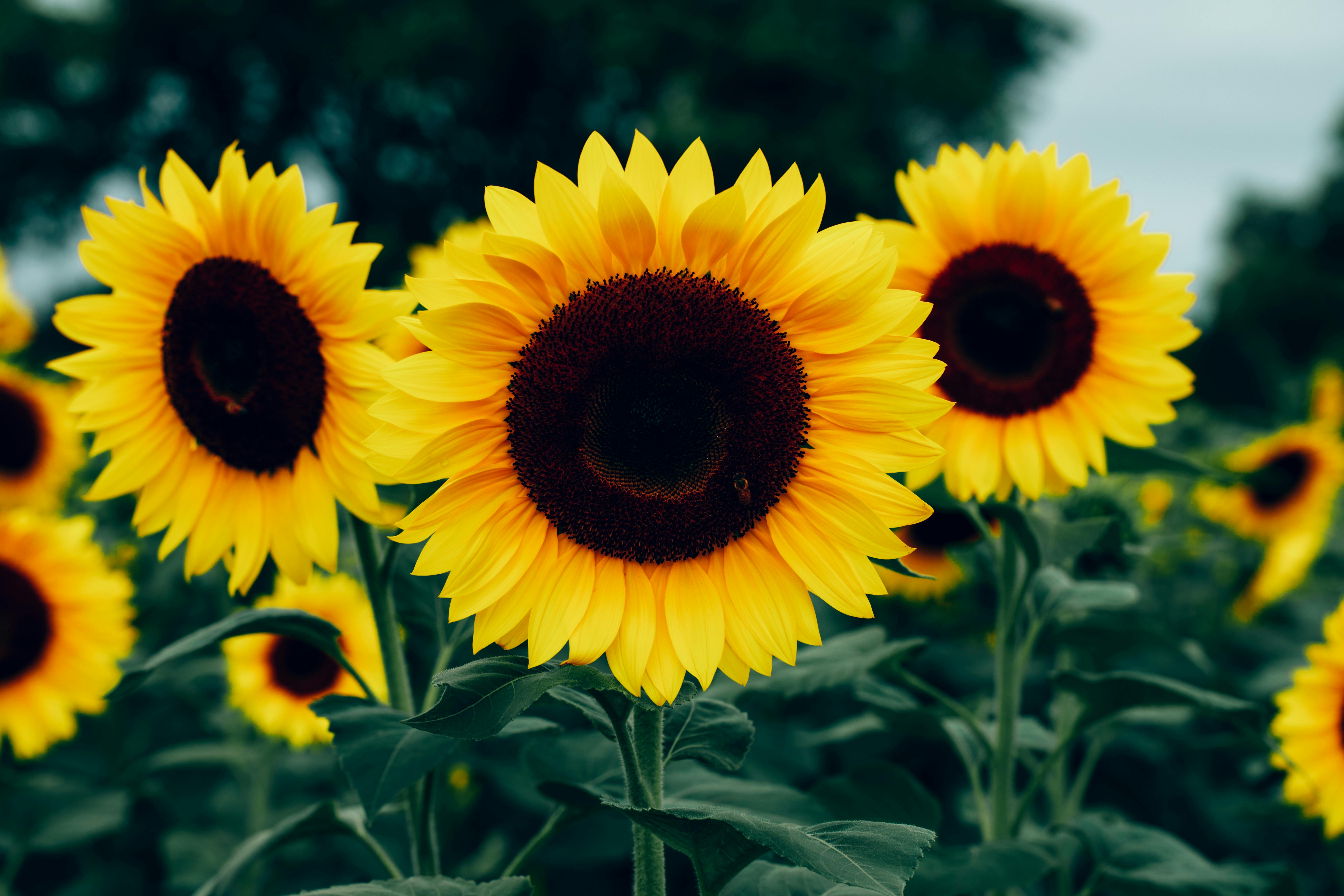 Close Up Photo of Sunflower · Free Stock Photo